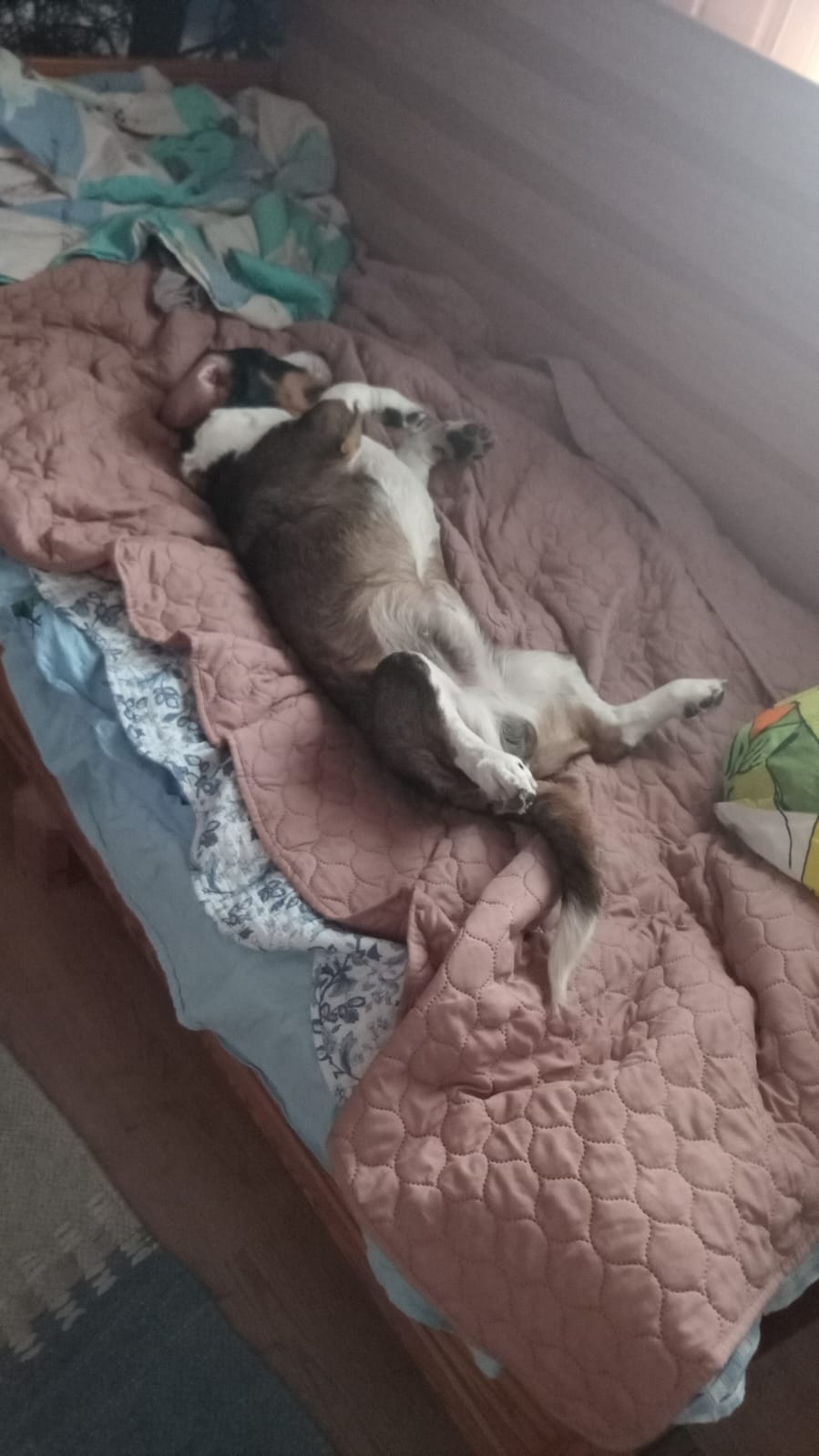 Lacu on väsynyt mutta onnellinen kokeen jälkeen.