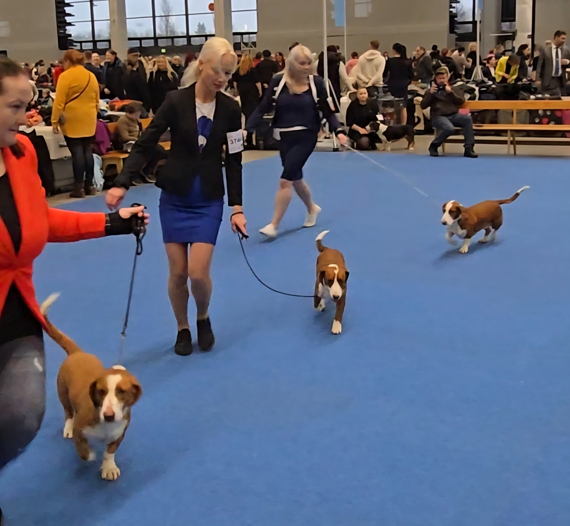 Keskellä voittajakoira Hyttängets Agent Kenzi, takana Cira ja Eveliina.