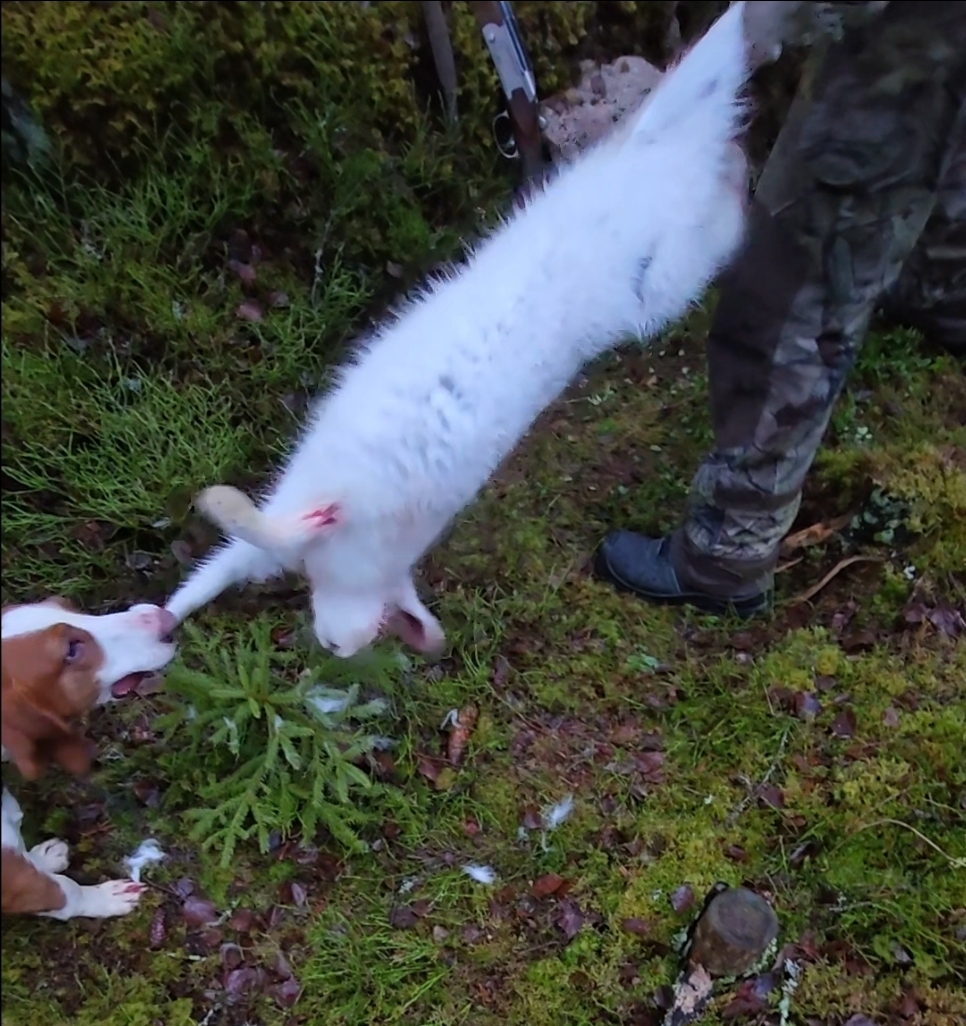 Cira haluaisi pupun itselleen.