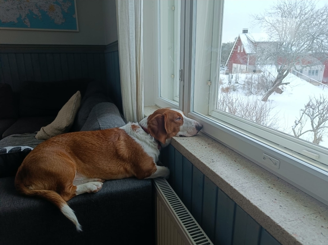 Tomu makailee rentona ja ikkunasta pilkistää rauhaisa maaseudun idylli. 