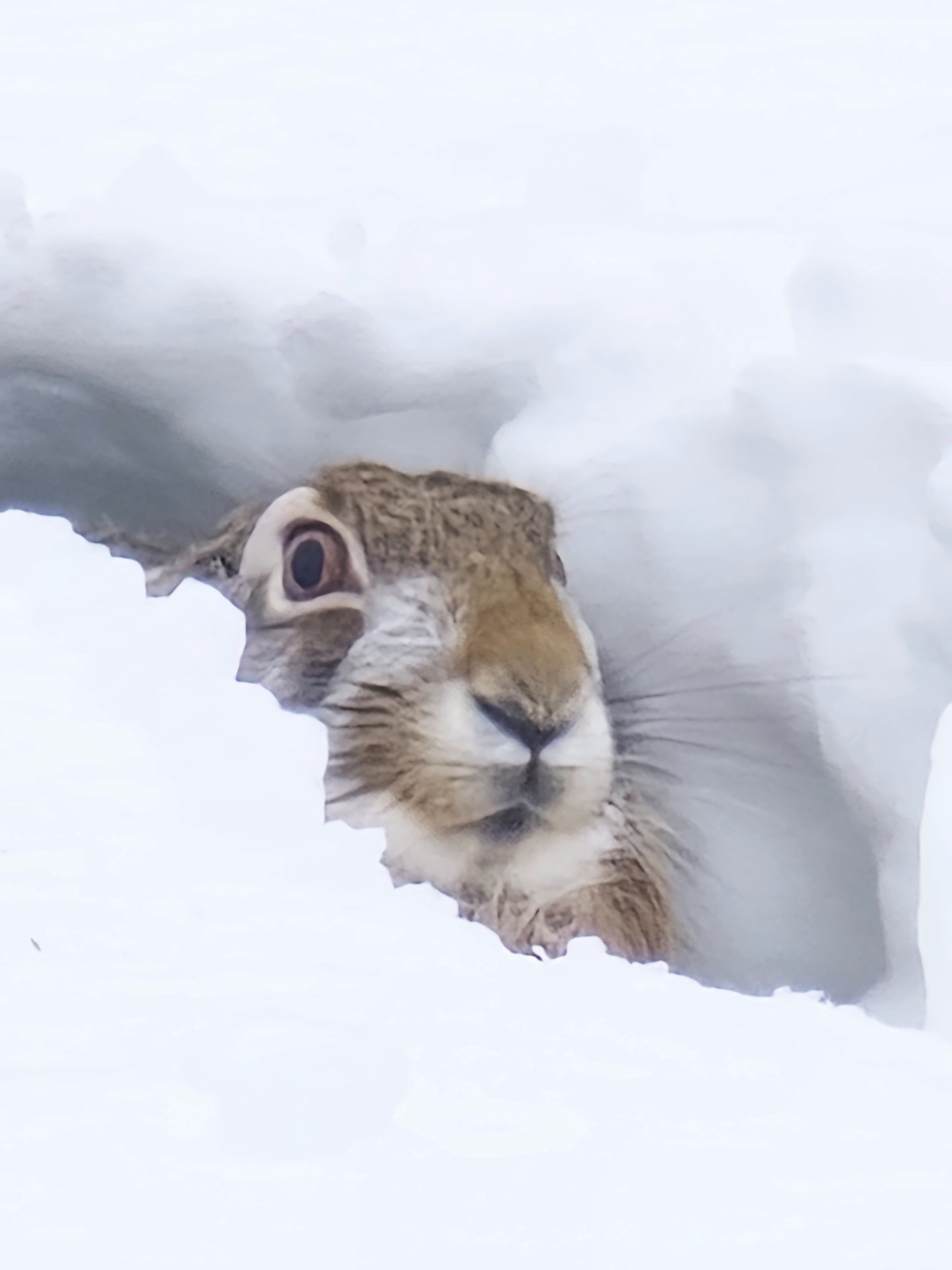 Pölhö rusakko luuli olevansa turvassa 10 m päässä tiestä, pää näkyi hyvin tielle päin.