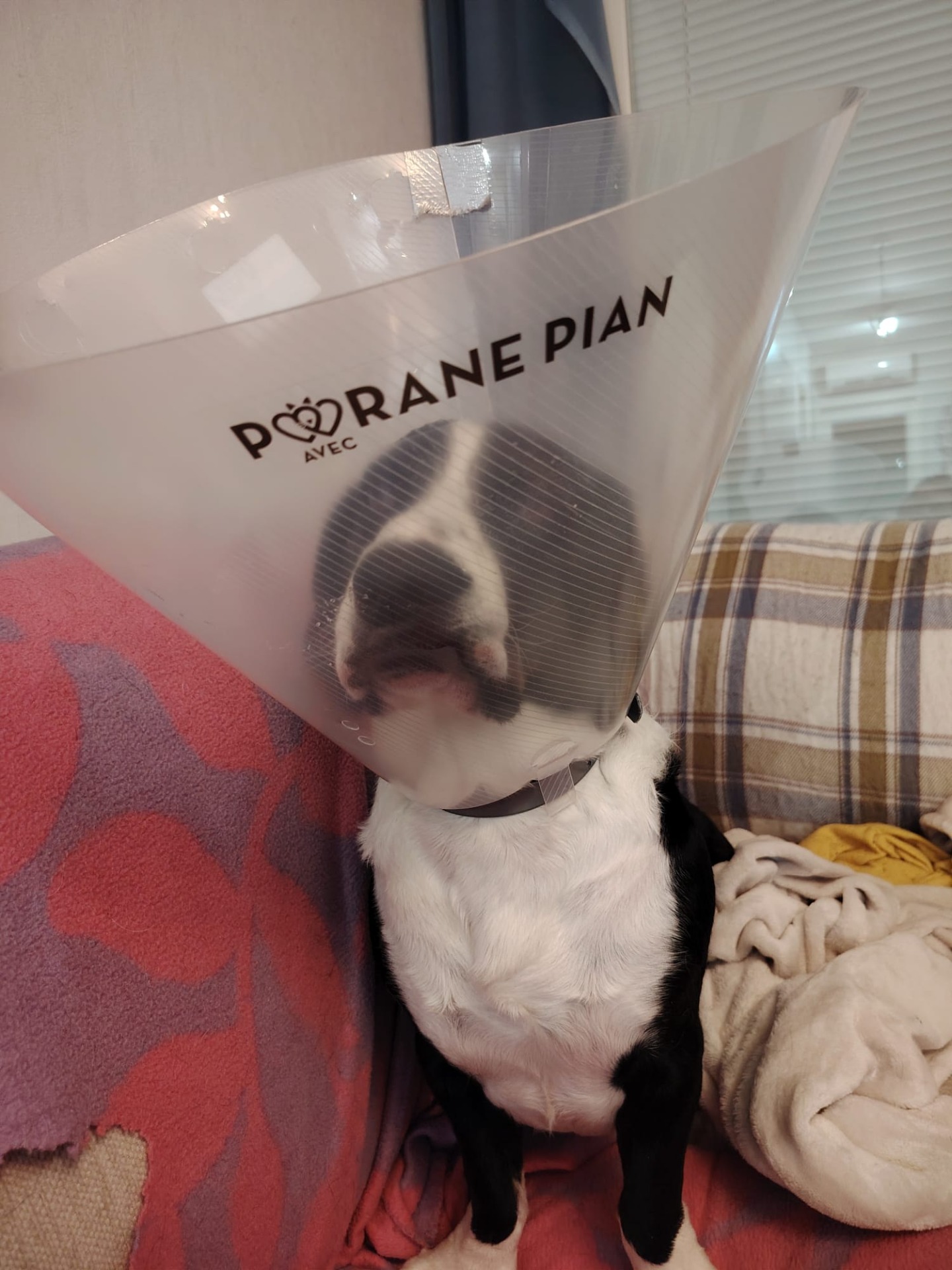 Kaudella 2024-25 Ara oli 107 kertaa irti ja löysi 102 kertaa ajettavan ja kaudella 2025-26 oli 34 kertaa irti ja löysi joka kerta ajettavan.